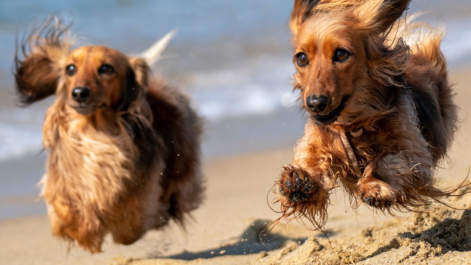 Beleef een dagje op het Zeeuwse strand samen met je hond